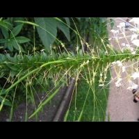 Bougainvillier - Bougainvillea Glabra (fam Nyctaginacees) (Bresil) (3)